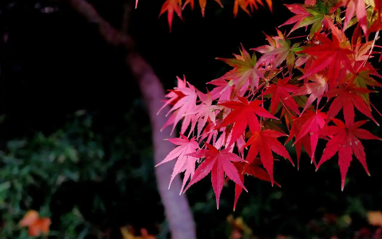 红火的枫叶秋季唯美图片桌面壁纸