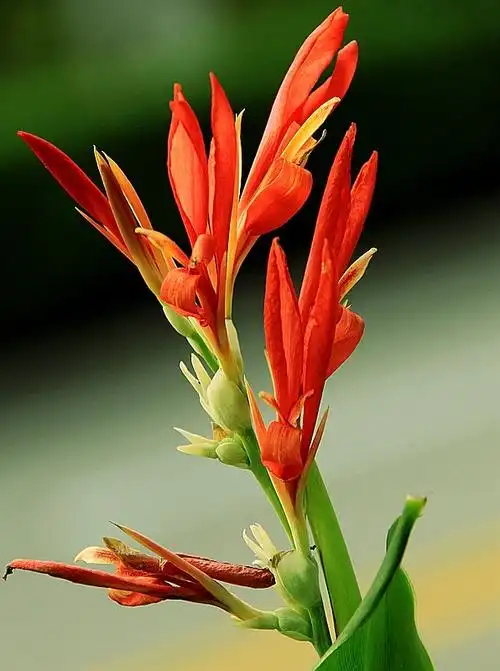 美人蕉花娇艳吐芬芳