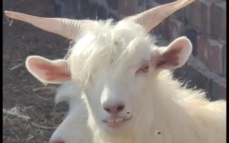 最帅的霸总山羊99