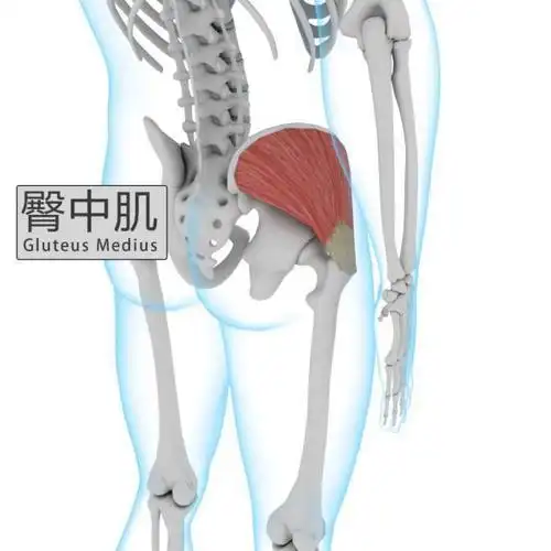 别让失用的"臀中肌"影响你的美观_腰腿痛_相关疾病_缓解方法 - 好大夫