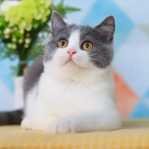 广州英国短毛猫价格