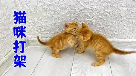 两只小猫咪打架真是太可爱了,不过最后受到了猫妈妈的严厉惩罚