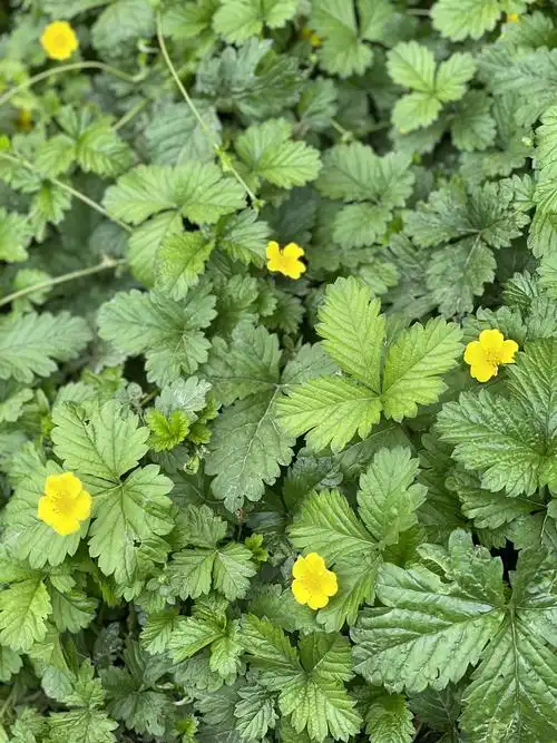 蛇莓请问是什么花黄色小花开满一片北京二环护城河路边绿道里