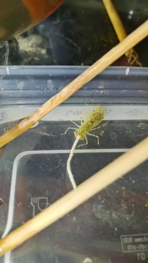 蜻蜓幼虫到成虫的变化蜻蜓从幼虫到成虫的变化图