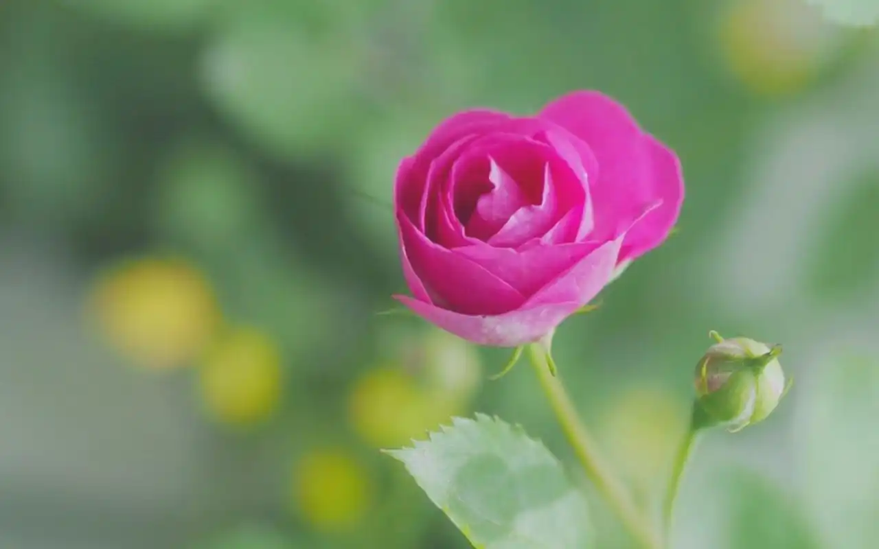 粉色蔷薇花唯美高清桌面壁纸