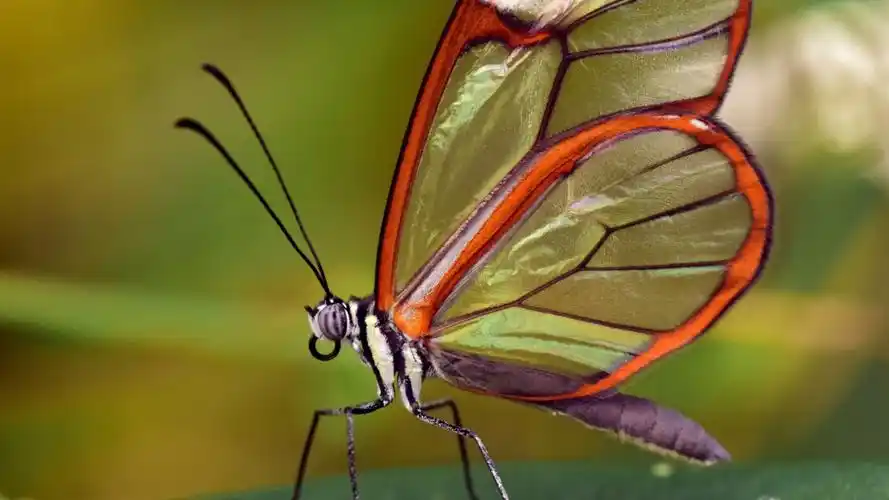 唯美蝴蝶图片大全(12/12)
