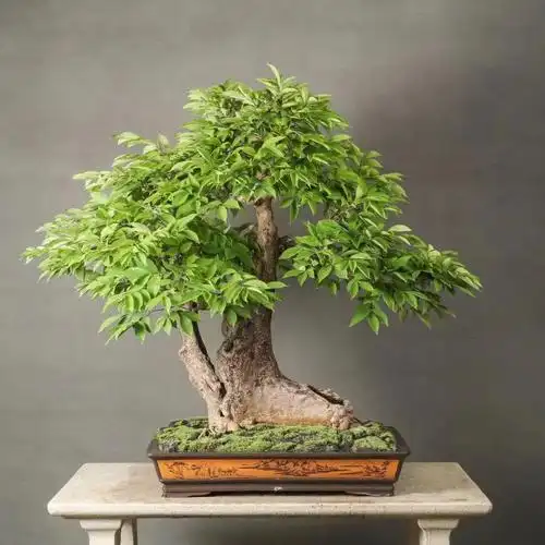 木棉花百年树时间与艺术的结果