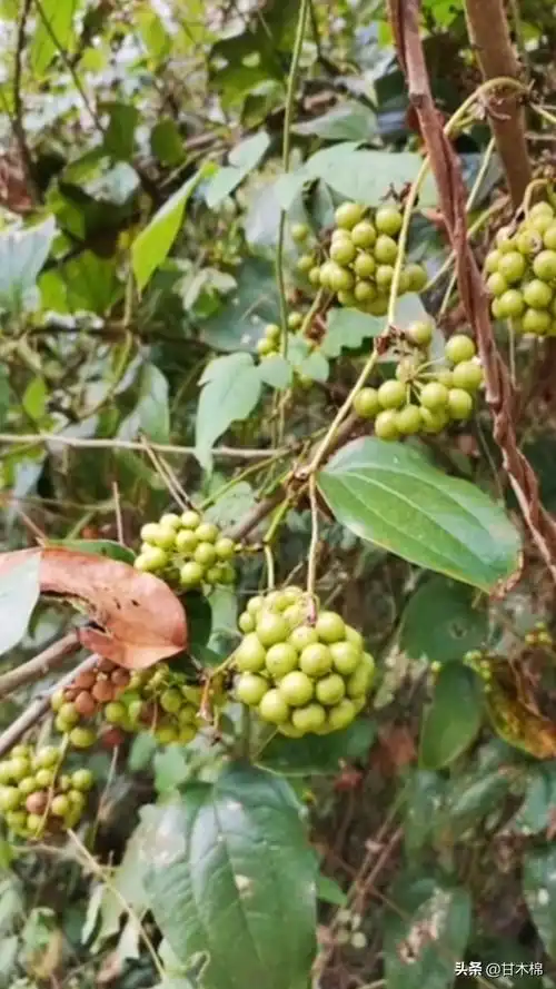 别名菝葜,冷饭头,铁菱角,红灯果,铁刺苓,金刚根等.