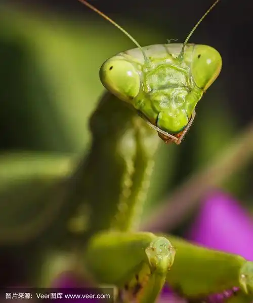螳螂,昆虫,大特写,生物学,可爱的