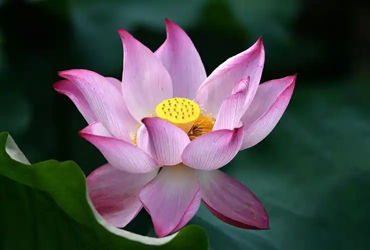 来生愿做一朵莲