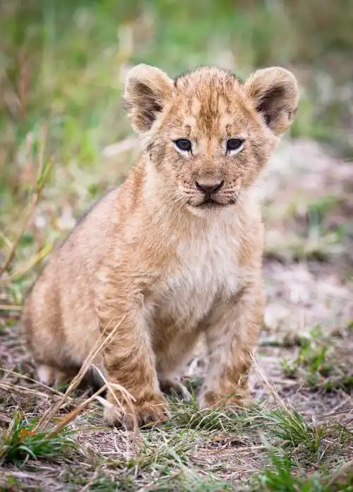 乖巧小狮子图片1920x1280分辨率查看