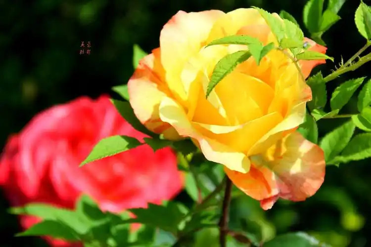 赏月季花的好时节,超凡脱俗,芬芳怡人.美醉了,都舍不得多眨一下眼睛