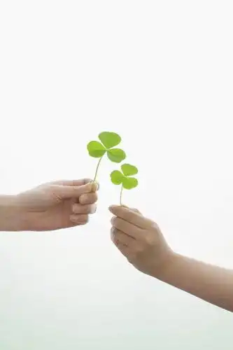 竖图,室内,特写,白天,白色背景,侧面,自由,友谊,亚洲,双手,握,四叶草