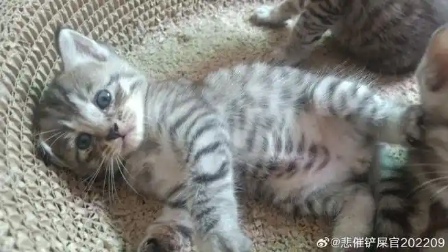 泉州超话狸花猫和英短生的串  有没有人能给它一个家  它有出轨的妈