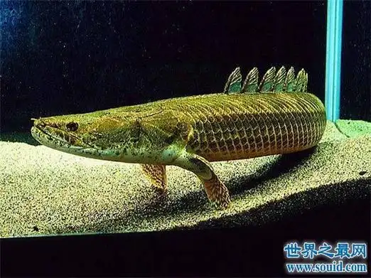 鳄鱼恐龙王具有久远历史,适应环境和生存能力强大