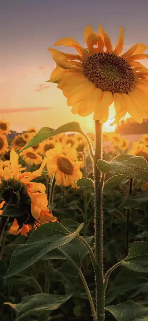 向阳而生,唯美的向日葵壁纸,全屏高清无水印_网易订阅