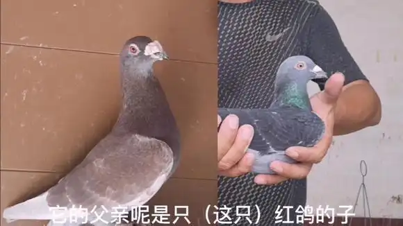 父亲是红鸽子,儿子是黑鸽子,红变黑,羽毛遗传其实很有意思的-萌宠视频