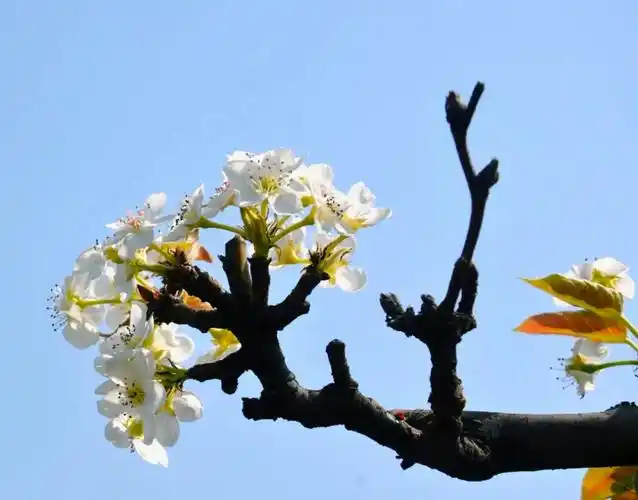 夏津县田庄乡东滕庄村梨花怒放迎客来