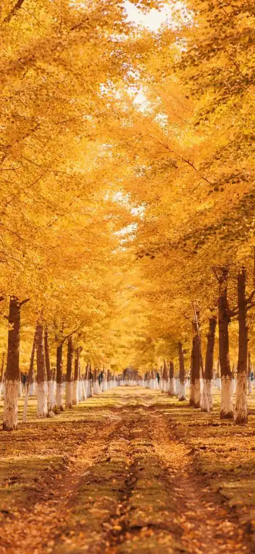 抖音壁纸 | 回家几天会被爸妈嫌弃?