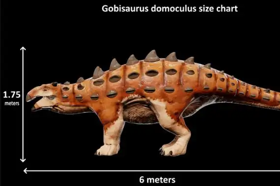 戈壁龙有着非常典型的甲龙科恐龙的外形特点,不仅有着三角形的吻部