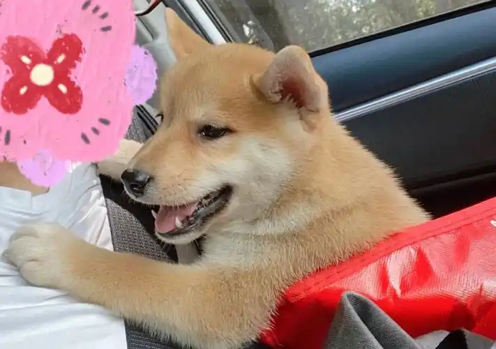 柴犬被二胎啦小柴柴欢迎回家