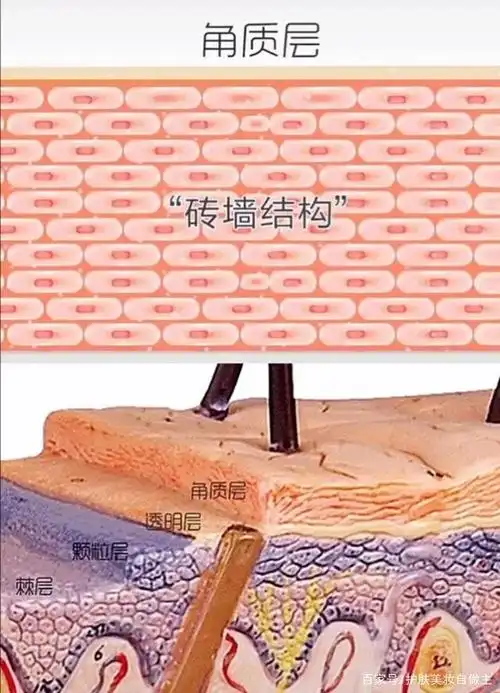 角质层的砖墙结构