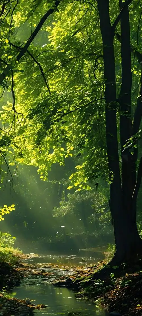 壁纸 风景 森林 桌面 1080_2395 竖版 竖屏 手机