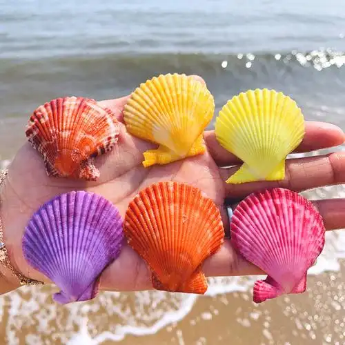 彩色贝壳彩贝扇形贝天然海螺小贝壳家装贝壳墙贴地台婚庆装饰画摆