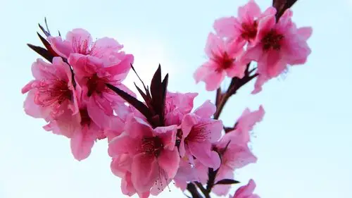 三月桃花开高清原图查看