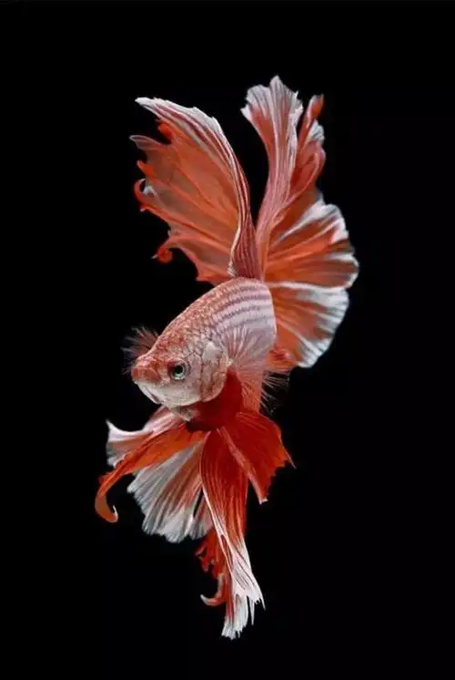 金鱼系列手机壁纸图片