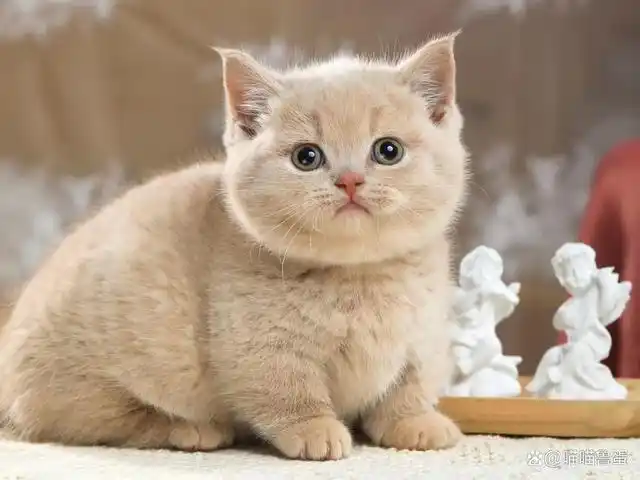 猫咪品种百科:曼基康,呆萌可爱的小短腿