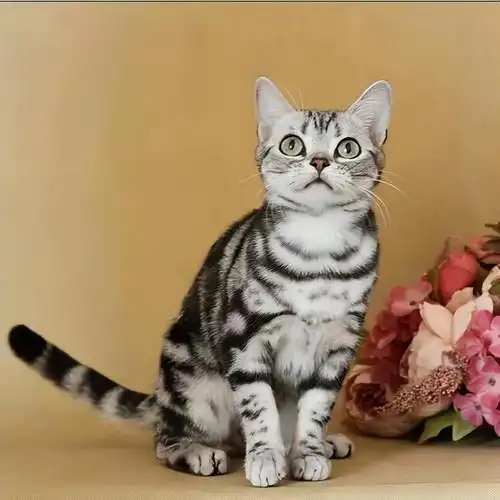 英短和美短的区别在哪里(英短和美短两种猫对比差别还挺大)