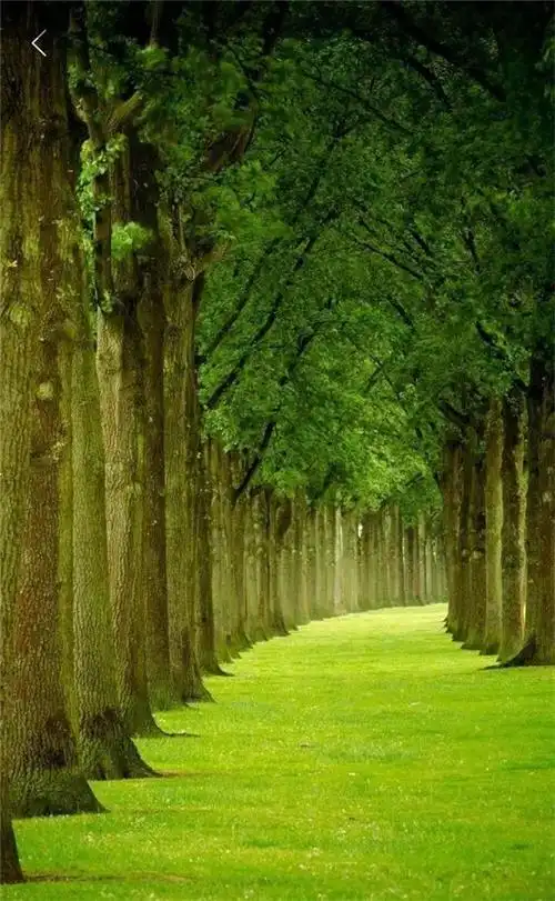 保护眼睛的桌面壁纸,绿色桌面背景图护眼(高清养眼绝美手机壁纸102张)