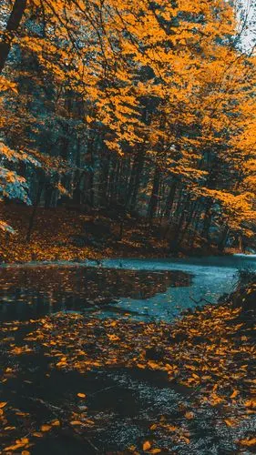 >首页>手机壁纸>风景>唯美秋天落叶风景图片手机壁纸> ( 3 / 8 ) 2020