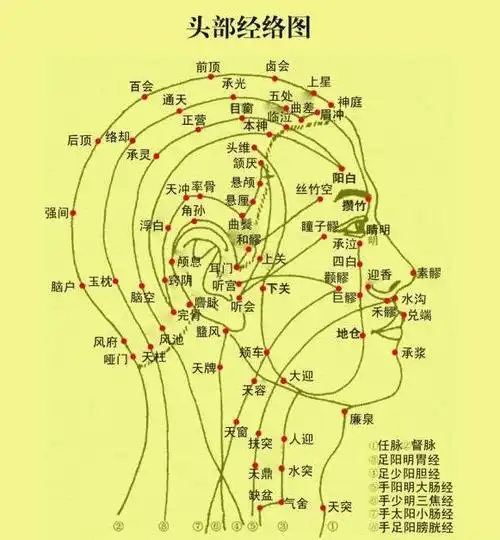 人体一共有9条经络循行于面部,分别是任脉,督脉,膀胱经,胆经,胃经,主