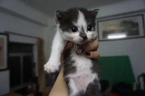 英短蓝猫和美短配出来的小猫有偿领养