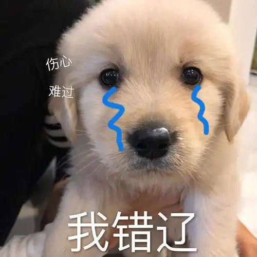 萌宠 汪星人 伤心 我错了 呆萌 可爱