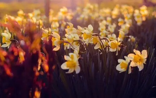唯美意境朦胧花朵图片壁纸