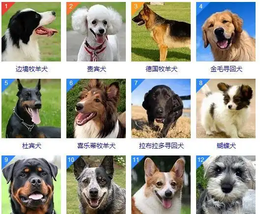犬种排名_韩国犬种排名图片