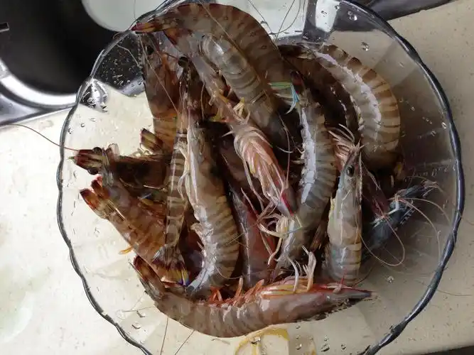 请问这是什么虾?