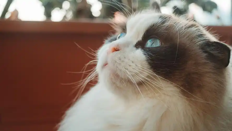 高清布偶猫图片桌面壁纸_萌宠布偶猫电脑壁纸_三千图片网