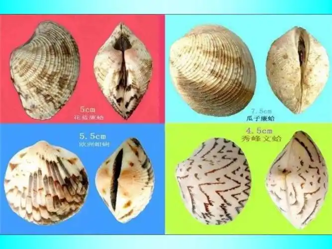 美丽贝壳大全(一)