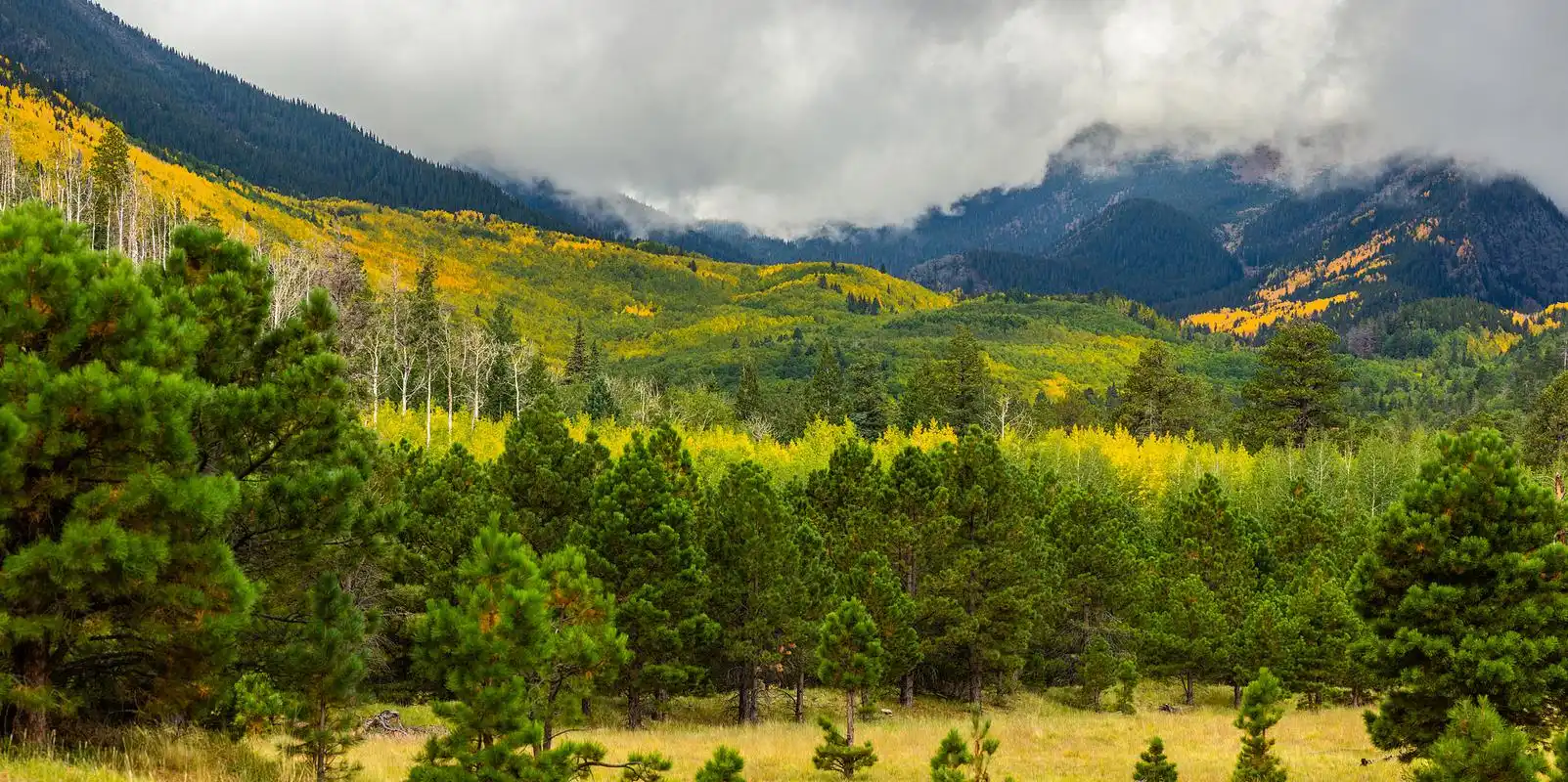 鲁朗林海是西藏林芝地区的一处自然风景区,被誉为"雪域瑞士"和"西藏