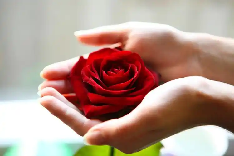 红玫瑰,女性,特写,女人,捧着,拿着,一个