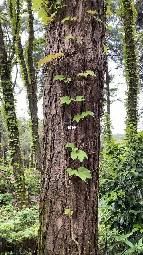 看了司藤,意识到世间万物果然具有共生关系,相互依偎成就彼此,就如这