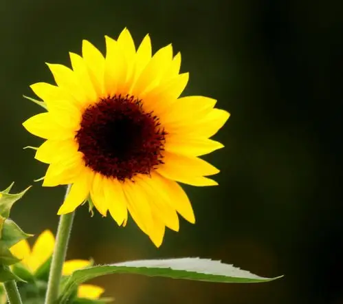 追逐阳光,让心中充满爱