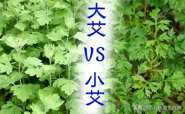 蒿子和艾草的区别图片青蒿是不是艾草
