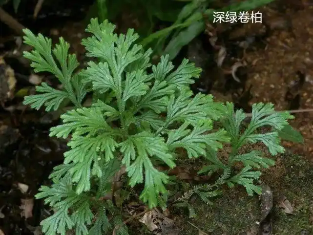 民间抗癌草药石上柏