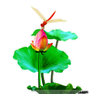 320_336gif 动态图 动图