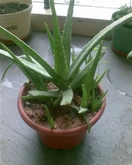 展开全部 中国芦荟